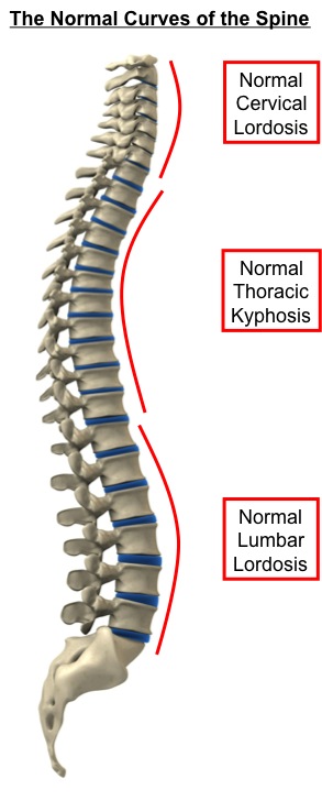 Normal Curves of the Spine