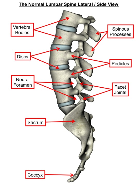 Spine Components Lumbar At Kevin Marsh Blog