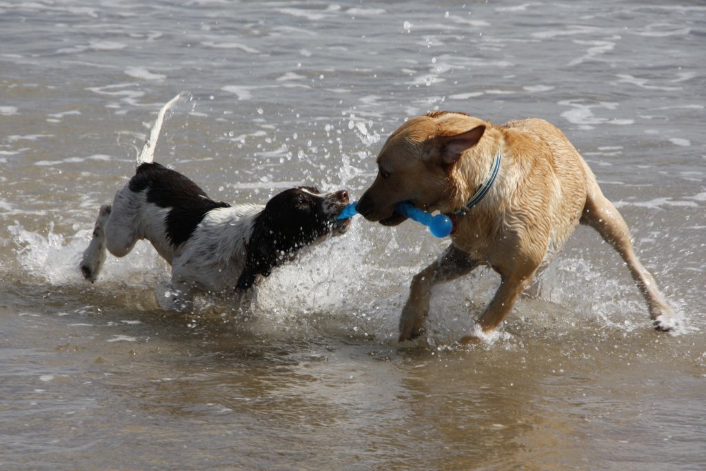 Dogs Playing