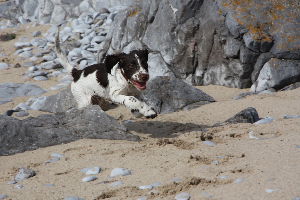 Larry the English Springer puppy