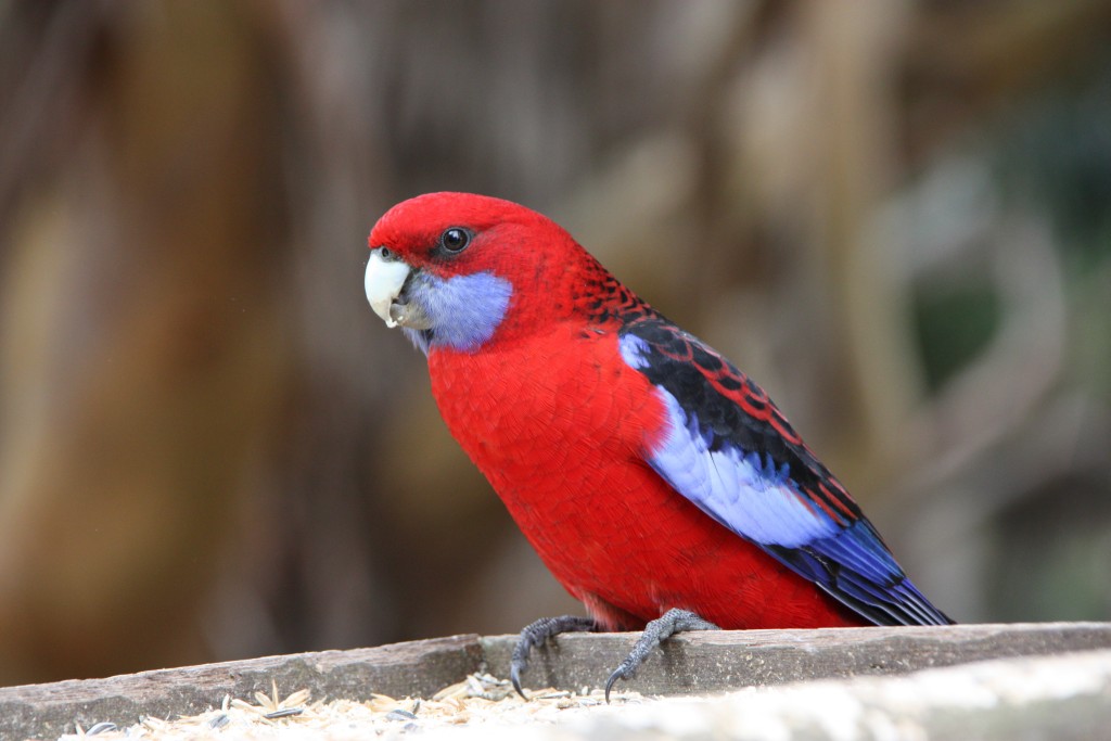 Scarlet Rosella